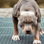 Бійцівські породи собак: що потрібно знати